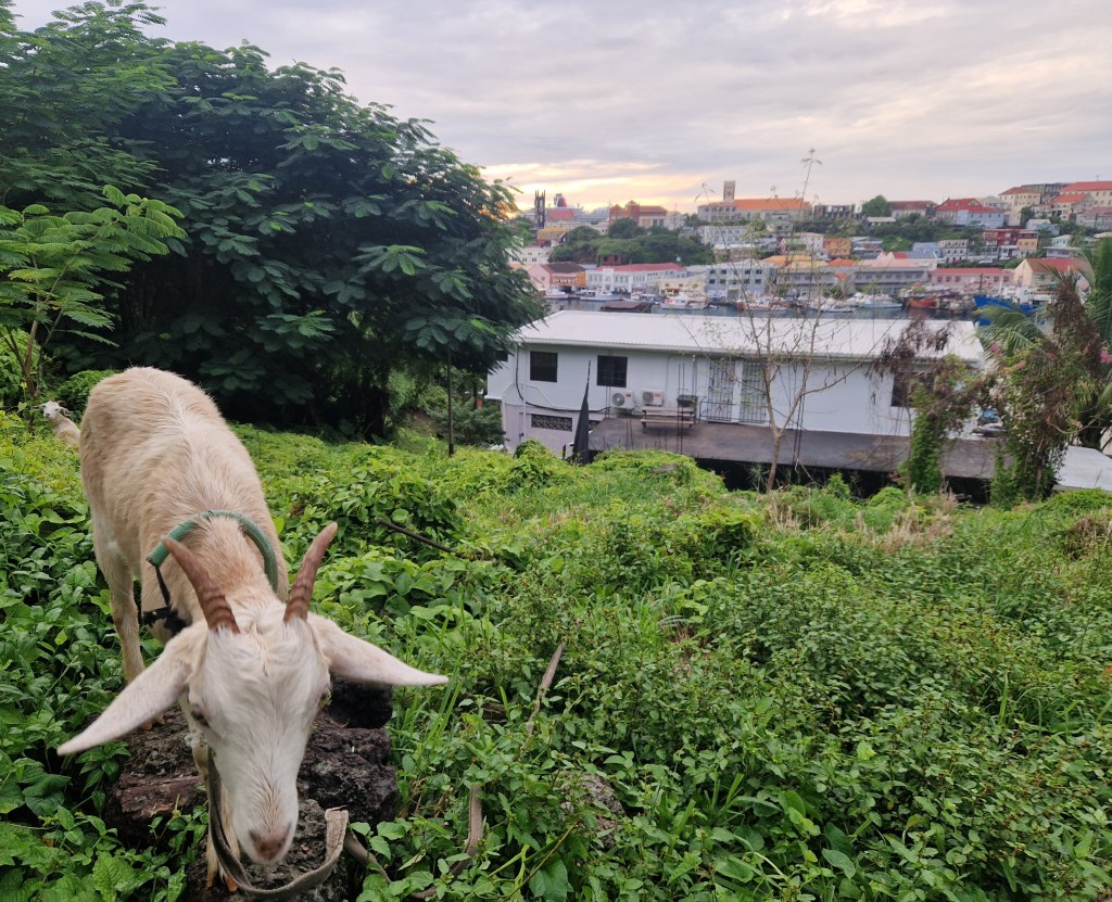 Dec 3, 2025 – St George’s,&nbsp;Grenada